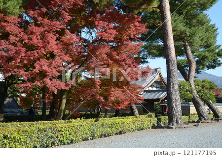 相国寺　境内の紅葉　京都市上京区 121177195
