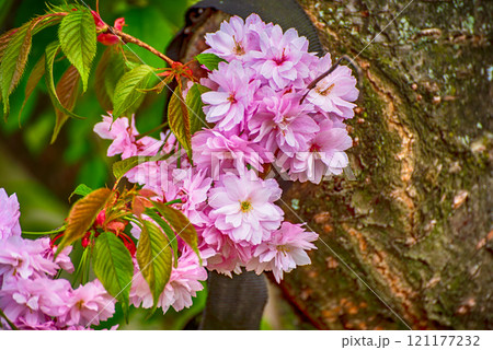 Sakura flowers blooming, spring seasonal Easter background 121177232