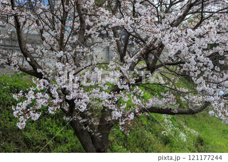 緑の土手に咲く満開の桜の花 121177244