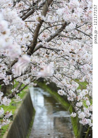水路沿いの満開の桜並木 水路沿いの満開の桜並木 121177257