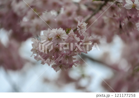 鏡山公園に咲くピンクの枝垂れ桜 121177258