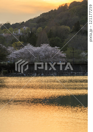 夕焼けの公園に咲く桜の花 121177259