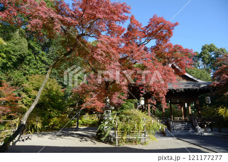 梨木神社 境内の紅葉 京都市上京区 梨木神社 境内の紅葉 京都市上京区 121177277
