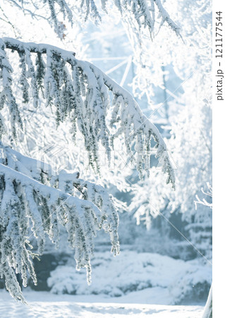 Snow covered trees. Winter forest 121177544