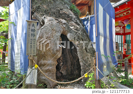 【生島足島神社 (夫婦欅)】 長野県上田市下之郷中池西 【生島足島神社 (夫婦欅)】 長野県上田市下之郷中池西 121177713
