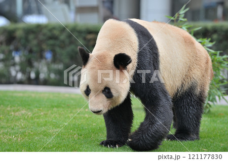 貫禄の永明ウオーキング 121177830