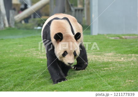 貫禄の永明ウオーキング 121177839