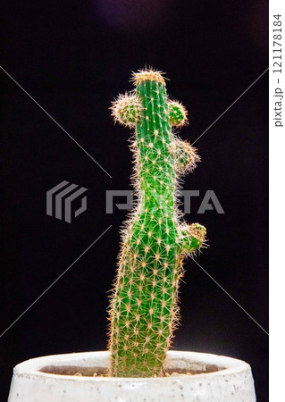 サボテン　黒背景 121178184