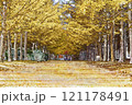 イチョウ並木 121178491