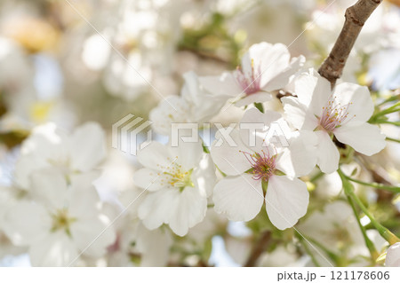 ヤマザクラ 121178606