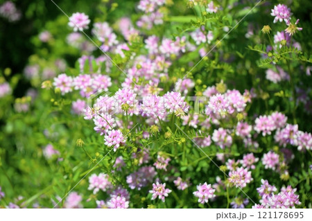 タマザキクサフジの花 タマザキクサフジの花 121178695