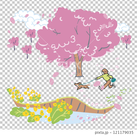 盛開的櫻花下，一個人被狗拉著奔跑 庫存插畫素材 121179035