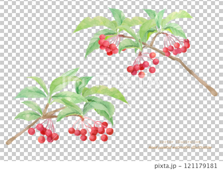 Vector illustration of a manryo painted in watercolor 121179181