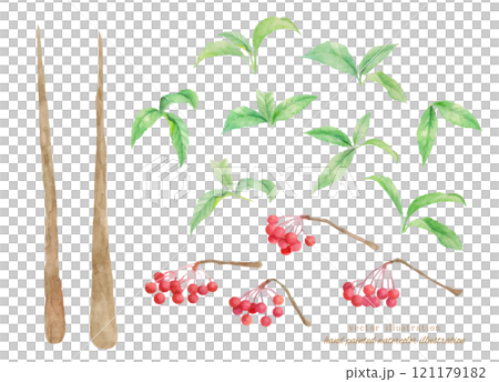 向量圖的 manryo 畫水彩 121179182