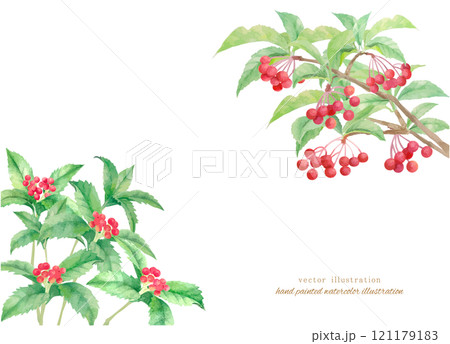 水彩で描いた千両と万両のベクターイラスト 121179183