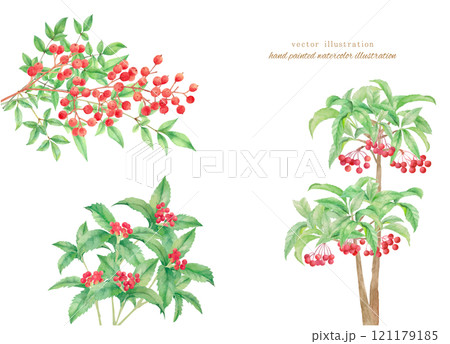 水彩で描いた赤い実の植物のベクターイラスト 121179185