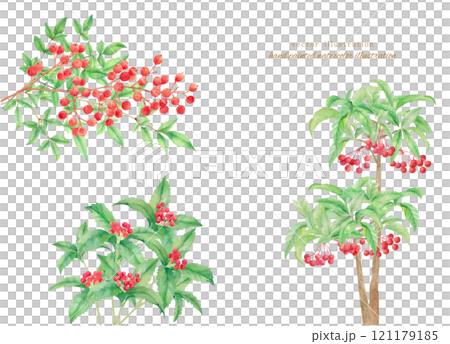 水彩畫紅色水果植物的向量圖解 121179185