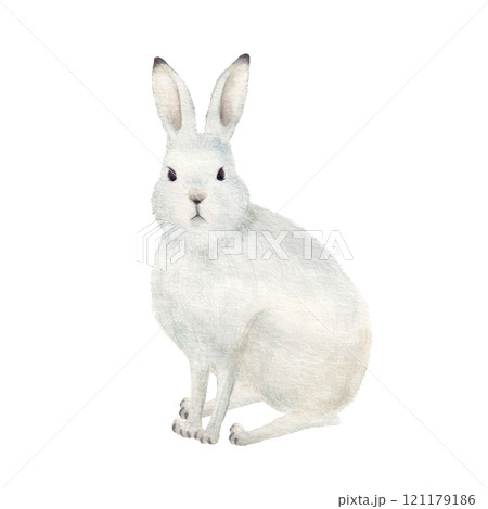 水彩手書きのエゾユキウサギ 水彩手書きのエゾユキウサギ 121179186