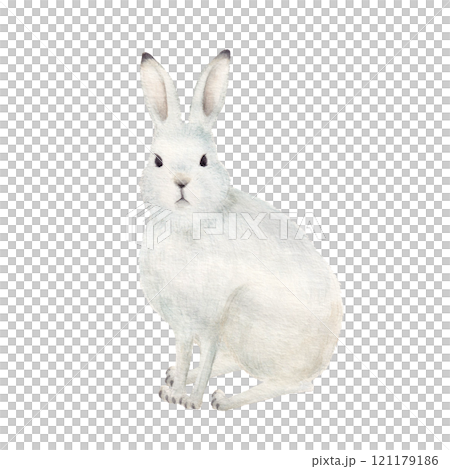 水彩手書きのエゾユキウサギ 水彩手書きのエゾユキウサギ 121179186