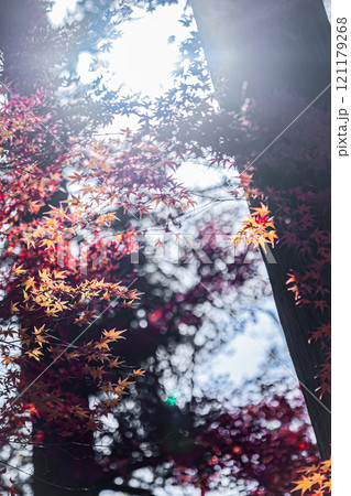 京都　毘沙門堂門跡の秋の風景 121179268