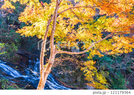 【千葉県】房総養老渓谷・粟又の滝 上流部の紅葉 【千葉県】房総養老渓谷・粟又の滝 上流部の紅葉 121179364