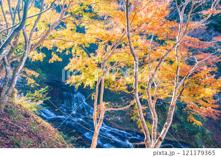 【千葉県】房総養老渓谷・粟又の滝　上流部の紅葉 121179365
