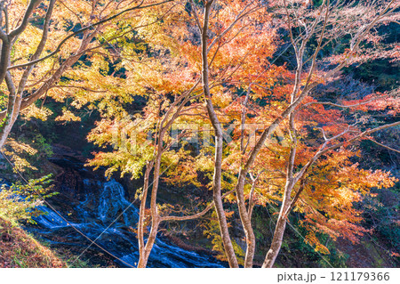 【千葉県】房総養老渓谷・粟又の滝　上流部の紅葉 121179366