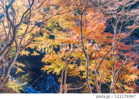 【千葉県】房総養老渓谷・粟又の滝　上流部の紅葉 121179367