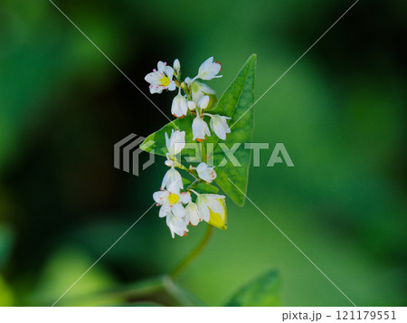 タデ科シャクチリソバの白い小さな花 タデ科シャクチリソバの白い小さな花 121179551
