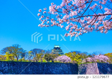 大阪城の桜 大阪城の桜 121179677