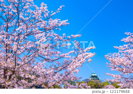大阪城の桜 121179688