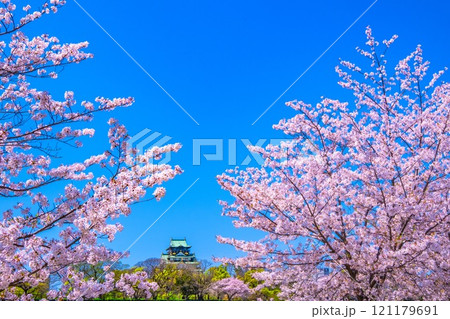 大阪城の桜 大阪城の桜 121179691