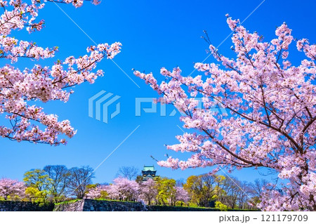 大阪城の桜 大阪城の桜 121179709