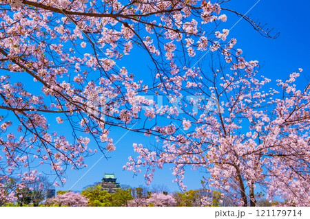 大阪城の桜 大阪城の桜 121179714