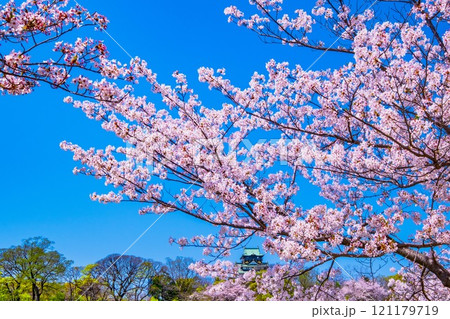 大阪城の桜 121179719