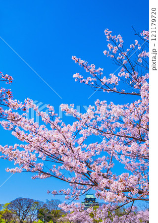 大阪城の桜 大阪城の桜 121179720