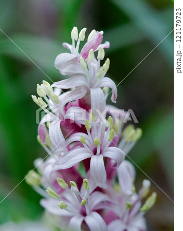 キジカクシカ科キチジョウソウの開花 キジカクシカ科キチジョウソウの開花 121179723