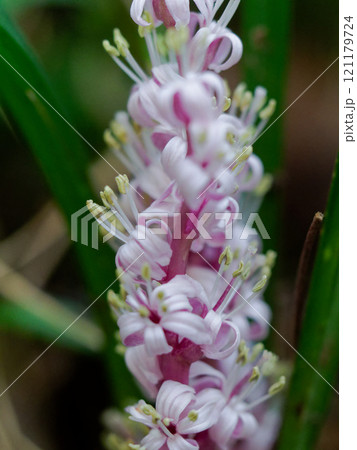 キジカクシカ科キチジョウソウの開花 キジカクシカ科キチジョウソウの開花 121179724