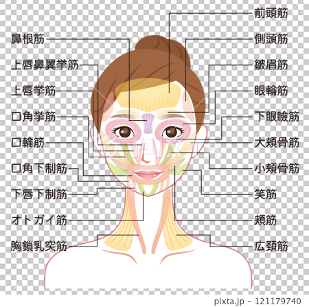 臉部肌肉結構 美容臉部肌肉 臉部肌肉結構 美容臉部肌肉 121179740
