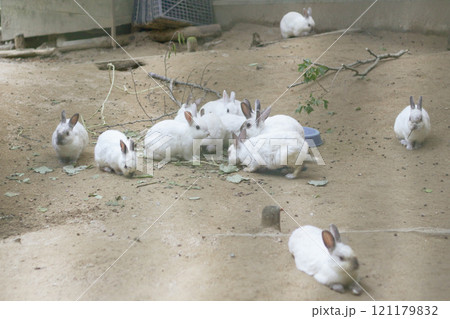 小学校のうさぎ小屋で集まる白いうさぎたち 121179832