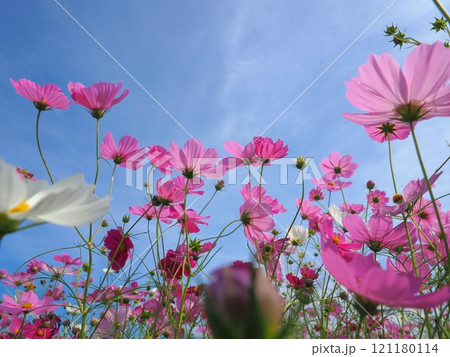 三野町吉津のコスモス畑2024【香川県三豊市三野町吉津】16 三野町吉津のコスモス畑2024【香川県三豊市三野町吉津】16 121180114