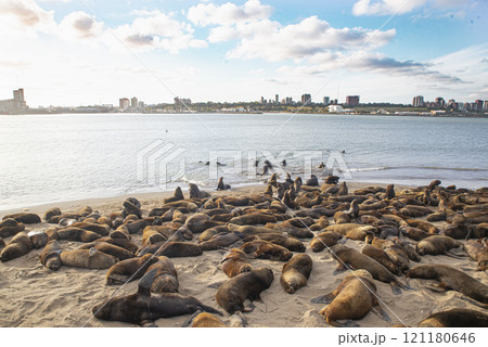 Sealions colony in Mar del Plata port Sealions colony in Mar del Plata port 121180646