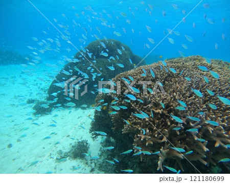 水中の楽園風景 サンゴと熱帯魚 水中の楽園風景 サンゴと熱帯魚 121180699