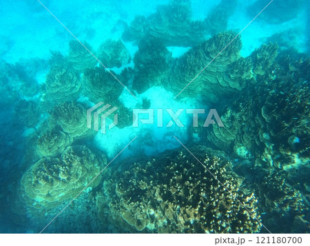 神秘の世界 パラオハマサンゴ群落 神秘の世界 パラオハマサンゴ群落 121180700