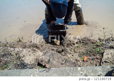 rice-planting 121180719