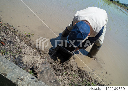 rice-planting 121180720