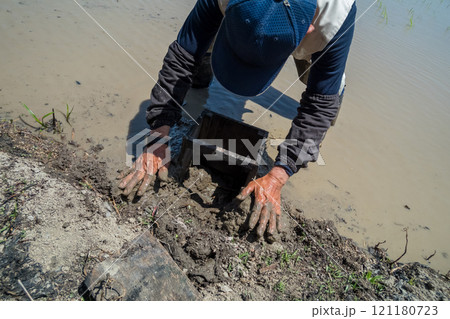 rice-planting rice-planting 121180723