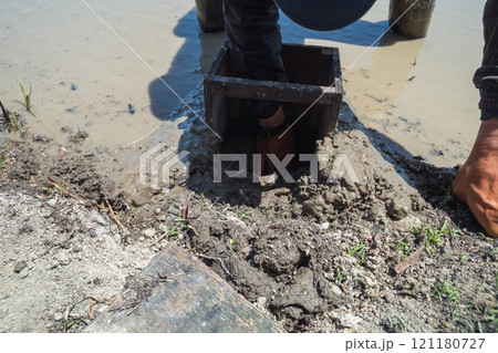 rice-planting rice-planting 121180727