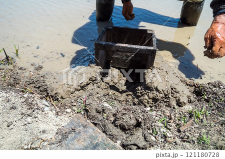 rice-planting 121180728
