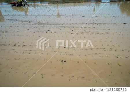 rice-planting 121180733
